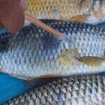 Pescador é multado em R$ 1,5 mil pela PMA por comércio ilegal de peixes