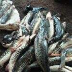 PMA autua em R$ 7,1 mil dois pescadores por transporte de pesca ilegal
