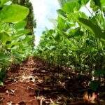 Plantio da soja alcança 68% das lavouras do Estado
