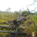 Fazendeiro é multado em R$ 80.000,00 por desmatamento ilegal