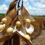 Plantio da Soja alcança 76% em todo o país