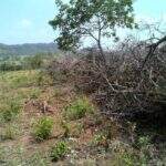 Pecuarista é multado por desmatamento de 4 hectares