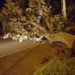 Ventos derrubam árvore de grande porte que bloqueia rua em Campo Grande