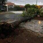 Mais um susto: temporal derruba segunda árvore em casa de moradora