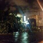 Árvore cai em cima de caminhão baú no Centro de Campo Grande