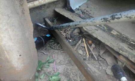 Cobra mata filhote de cachorro em quintal de residência