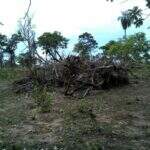 Fazendeiro desmata área de cerrado e recebe multa de R$ 3 mil