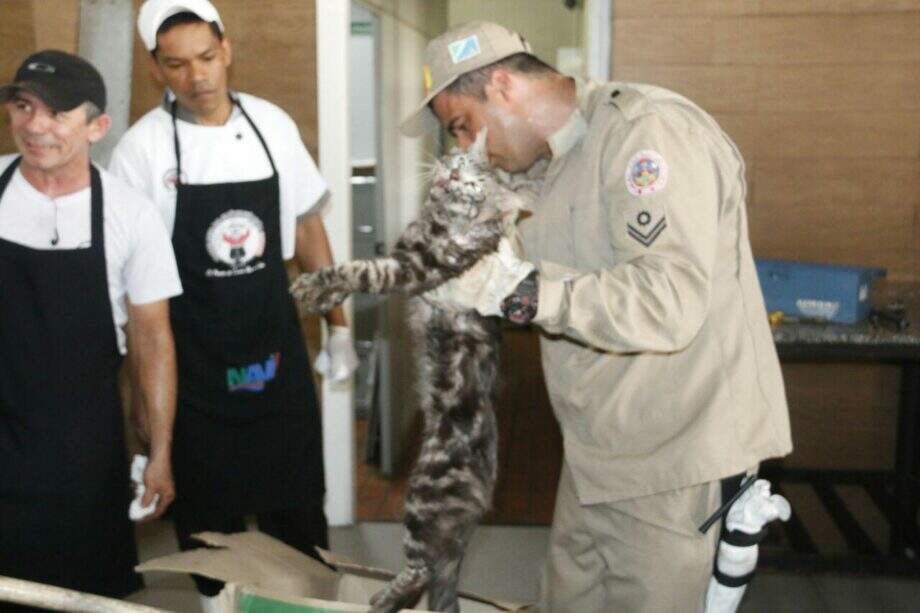 VÍDEO: gatinho preso em churrasqueira de restaurante mobiliza Bombeiros