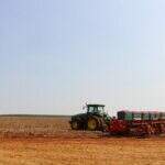 Plantio da soja alcança 36% das lavouras do Estado