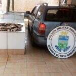 PMA apreende 30 kg de pescado e aplica multa de R$ 2,1 mil por transporte ilegal