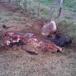 Touro avaliado em R$ 9 mil é morto a machadadas para furto de carne no Indubrasil