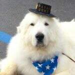 Cachorro é eleito pela 3ª vez prefeito de cidade americana