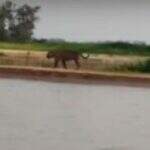 VÍDEO: onça-pintada é flagrada na margem de rio e não se intimida com barco