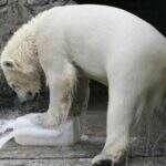 Degelo no Ártico ameaça sobrevivência de ursos polares, diz pesquisa