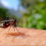 OMS alerta para controle do vírus Zika na Tailândia, após casos de microcefalia