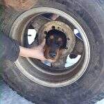 Cão fica com a cabeça entalada em roda de carro nos EUA
