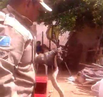VÍDEO: Jiboia é capturada pelos bombeiros dentro de caixa d’água
