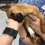 Cachorro recupera-se de overdose de heroína no Texas