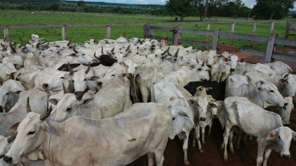 Ex-vereador é preso após ajudar ‘Taurus PCC’ a furtar gado de fazenda