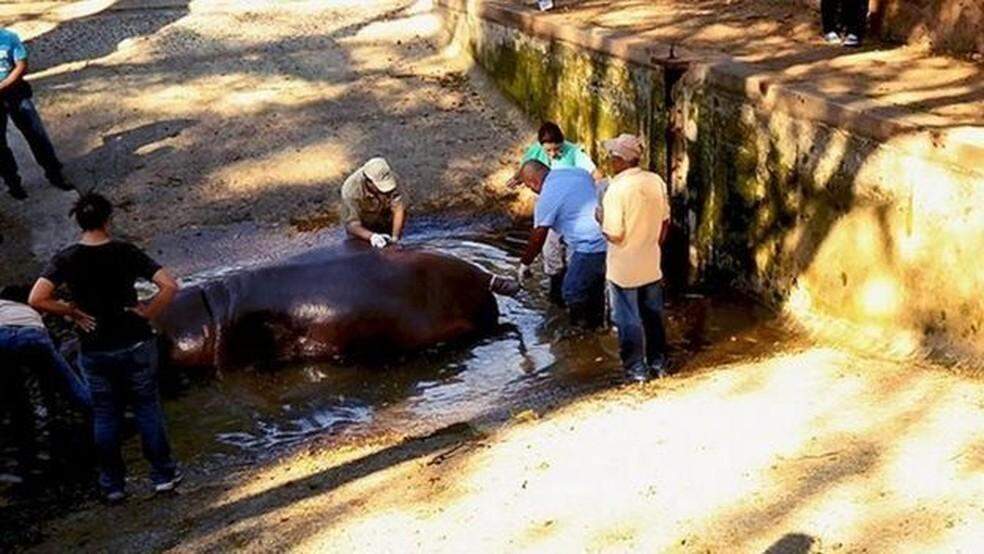 Hipopótamo é assassinado a facadas em zoológico e choca El Salvador