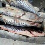 Mais de 200 quilos de peixes são apreendidos e dono de peixaria detido pela polícia
