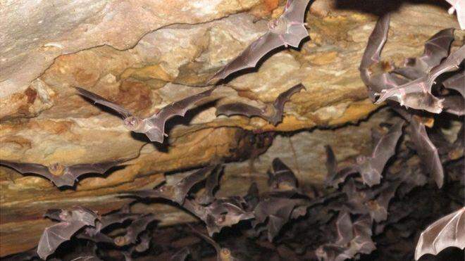 Espécie de morcego começa a se alimentar de sangue humano no Brasil, diz pesquisa