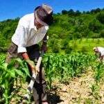 Prefeitura e Sebrae farão parceria para incentivar agricultura familiar
