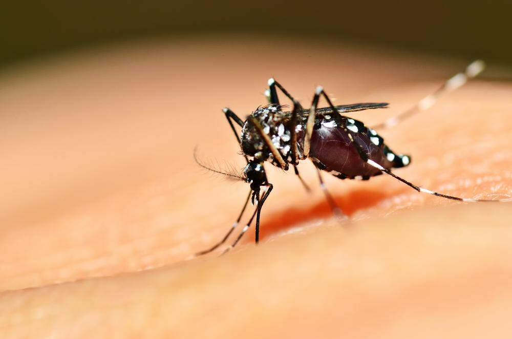 MS registra 39 casos de dengue na primeira semana de 2017