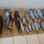 PMA prende 32 pescadores e apreende mais de 740 kg de pescado