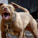 Pit bull solto mata cãozinho dentro de casa no Universitário e vira caso de polícia
