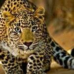 Projeto quer liberar matança profissional e esportiva de animais no Brasil