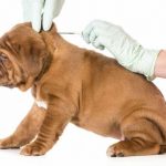 Governo de MS veta lei que previa implantação de microchip em cães e gatos