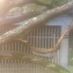 Vento forte derruba árvore sobre casa no bairro Coophatrabalho