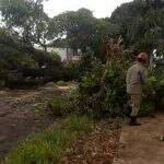 VÍDEO: Mesmo com chuva rápida, árvore cai e atinge casa no Taveirópolis