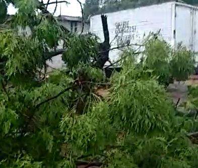 Vídeo: temporal derruba árvore e quase atinge comércio no Jardim Morenão