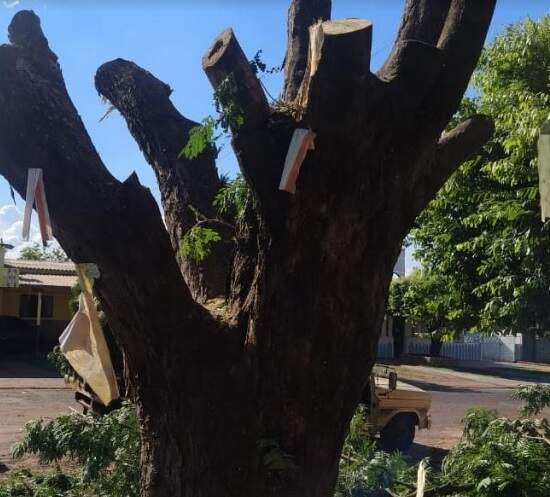 PMA autua homem por danificar árvore em logradouro público