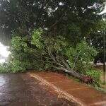 Ventania derruba árvore e bloqueia parcialmente trânsito no Estrela do Sul