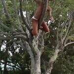 Ladrão tenta fugir de populares e se esconde em cima de árvore