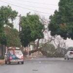 Com rajadas de vento de 61 km/h, tempestade derruba árvores em bairros de Campo Grande