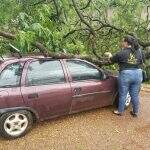 Donos de veículos atingidos por árvores querem processar prefeitura de Dourados