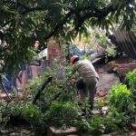Após ventania de até 60 km por hora, árvore cai e destrói casa em Corumbá