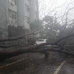 Temporal derruba 2 árvores que rompem fios e atingem carro na 26