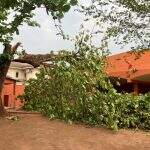 Árvores de grande porte caem após ventania; saiba como solicitar corte em Campo Grande