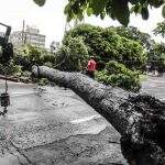 Com ventos de até 60km/h, árvore de grande porte cai e interdita rua no Bairro Amambaí