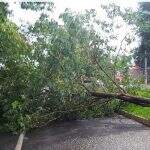 VÍDEO: vento de 81 km/h derruba árvores e danifica asfalto em Ribas do Rio Pardo