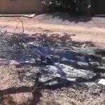 Sem saber o que fazer, moradores ateiam fogo em árvore caída