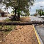 Chuva forte derruba árvores e compromete pavimentação em Três Lagoas