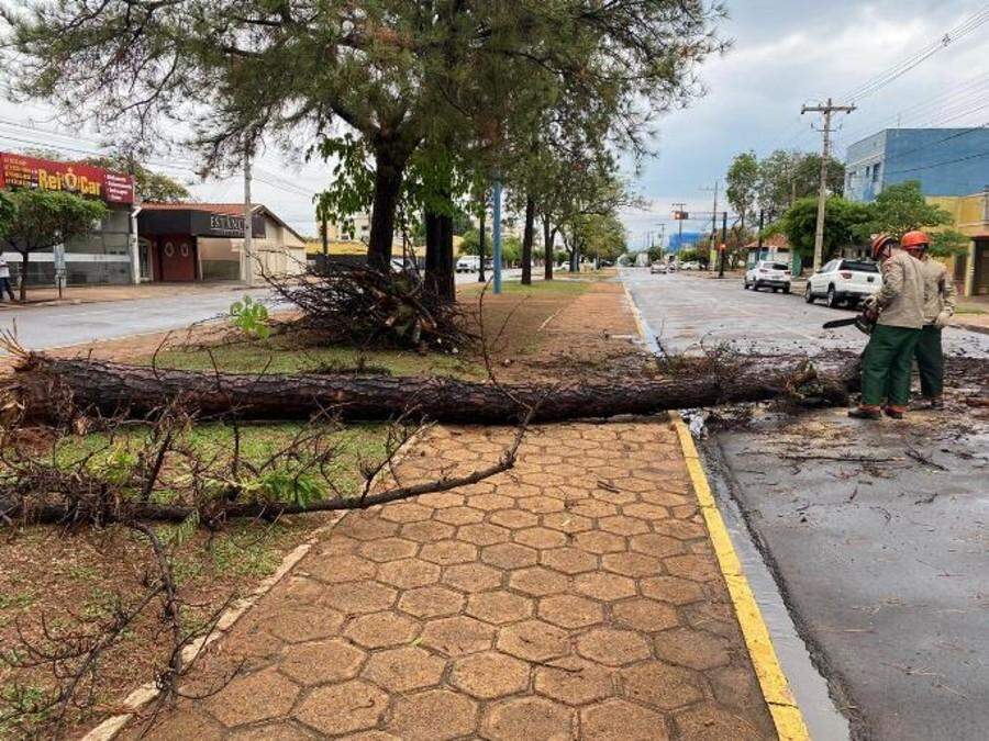 Chuva forte derruba árvores e compromete pavimentação em Três Lagoas