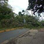 Árvore de grande porte tomba na Vila Rica e avenida da Capital fica interditada