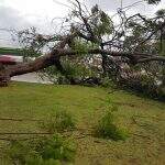 Chuva e ventos fortes derrubam árvores em Campo Grande